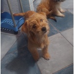 Bobby e Birba Cuccioli Deliziosi Aspettano una Famiglia - Foto n. 3