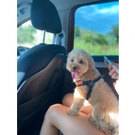 Disponibile per Accoppiamento: Cerco Barboncina Femmina - Foto n. 1