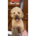 Disponibile per Accoppiamento: Cerco Barboncina Femmina - Foto n. 2