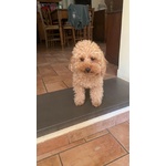 Disponibile per Accoppiamento: Cerco Barboncina Femmina - Foto n. 3