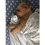 Disponibile per Accoppiamento: Cerco Barboncina Femmina - Foto n. 4