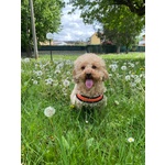 Disponibile per Accoppiamento: Cerco Barboncina Femmina - Foto n. 5