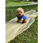 Disponibile per Accoppiamento: Cerco Barboncina Femmina - Foto n. 6