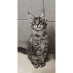 Cuccioli di Maine coon Pedigree Agi - Foto n. 1