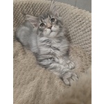 Cuccioli di Maine coon Pedigree Agi - Foto n. 2