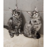 Cuccioli di Maine coon Pedigree Agi - Foto n. 3