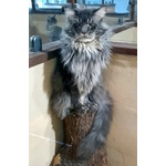 Cuccioli di Maine coon Pedigree Agi - Foto n. 4