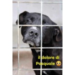 🐶 Pitbull maschio in adozione a Milano (MI) e in tutta Italia da privato