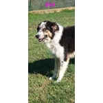 🐶 Altra Razza femmina in adozione a Milano (MI) e in tutta Italia da privato