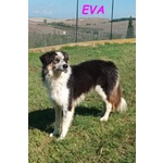 Eva 4anni Timida Pastorina - Foto n. 2