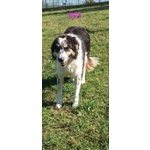 Eva 4anni Timida Pastorina - Foto n. 3