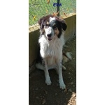 Eva 4anni Timida Pastorina - Foto n. 4