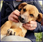 Gue' 2anni Circa - 10kg Viveva per Strada! - Foto n. 2