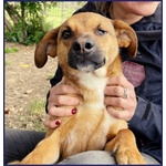 Gue' 2anni Circa - 10kg Viveva per Strada! - Foto n. 3