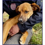 Gue' 2anni Circa - 10kg Viveva per Strada! - Foto n. 4