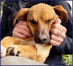 Gue' 2anni Circa - 10kg Viveva per Strada! - Foto n. 6