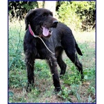 Spelacchio 4-5 anni Merita una vita Serena - tg Media - Foto n. 2