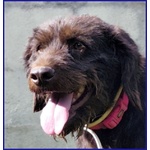 Spelacchio 4-5 anni Merita una vita Serena - tg Media - Foto n. 3