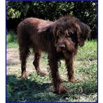 Spelacchio 4-5 anni Merita una vita Serena - tg Media - Foto n. 4