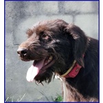 Spelacchio 4-5 anni Merita una vita Serena - tg Media - Foto n. 6