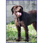 Spelacchio 4-5 anni Merita una vita Serena - tg Media - Foto n. 7