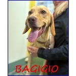 🐶 Altra Razza maschio in adozione a Milano (MI) e in tutta Italia da privato