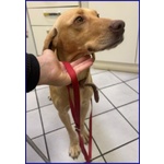 Bagigio Adorabile Cucciolone - Foto n. 2