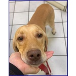 Bagigio Adorabile Cucciolone - Foto n. 3