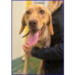 Bagigio Adorabile Cucciolone - Foto n. 4