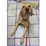 Bagigio Adorabile Cucciolone - Foto n. 5