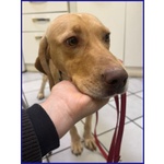 Bagigio Adorabile Cucciolone - Foto n. 6