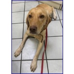 Bagigio Adorabile Cucciolone - Foto n. 7