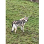 Diana Splendido lupo Cecoslovacco X Esperti! - Foto n. 2