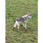 Diana Splendido lupo Cecoslovacco X Esperti! - Foto n. 3