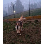 Diana Splendido lupo Cecoslovacco X Esperti! - Foto n. 8