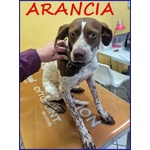 🐶 Altra Razza femmina in adozione a Milano (MI) e in tutta Italia da privato