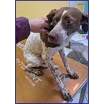 Arancia Giovane Pointerina un Po'timorosa - Foto n. 2