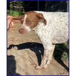 Arancia Giovane Pointerina un Po'timorosa - Foto n. 3