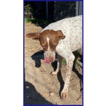 Arancia Giovane Pointerina un Po'timorosa - Foto n. 4