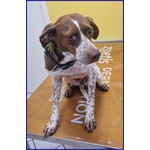 Arancia Giovane Pointerina un Po'timorosa - Foto n. 6