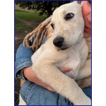 Mirtillo Dolce Cucciolino Unico Sopravvissuto - Foto n. 3