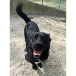 Obelix Affettuoso! un Concentrato di Allegria - tg Piccola - Foto n. 2