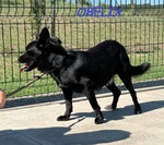 Obelix Affettuoso! un Concentrato di Allegria - tg Piccola - Foto n. 4