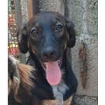 🐶 Altra Razza maschio in adozione a Milano (MI) e in tutta Italia da privato