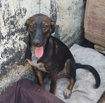 Orazio 2anni Affettuoso e Coccolone - Foto n. 2