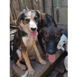 Orazio 2anni Affettuoso e Coccolone - Foto n. 3