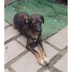 Orazio 2anni Affettuoso e Coccolone - Foto n. 4