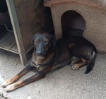 Orazio 2anni Affettuoso e Coccolone - Foto n. 5