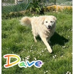 Dave 3anni Buono e mite tg Mediogrande - Foto n. 2