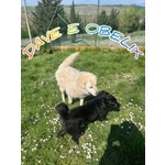 Dave 3anni Buono e mite tg Mediogrande - Foto n. 5